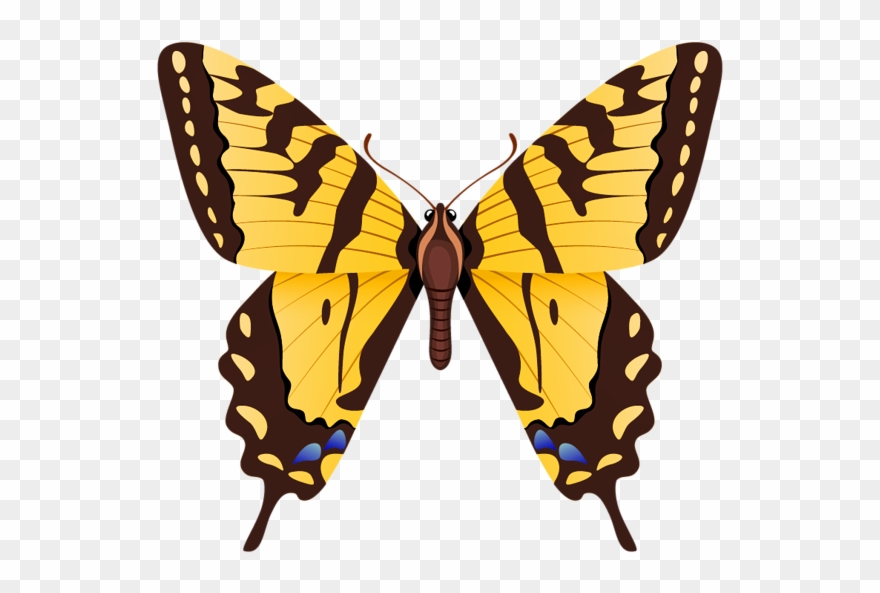 Butterfly Project, Clipart Images, Insects, Stained - Tiger Swallowtail Butterfly Drawing - Png Download