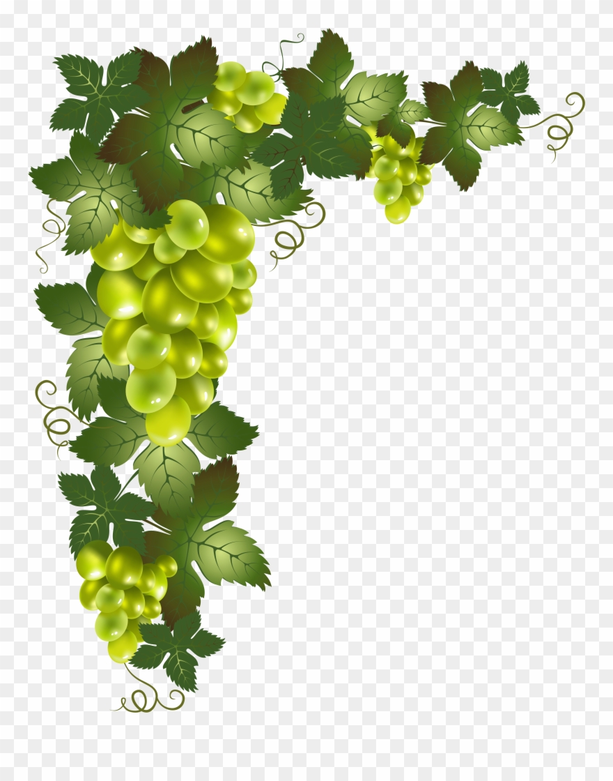Grape Vine Border Png - Transparent Grape Vine Png Clipart