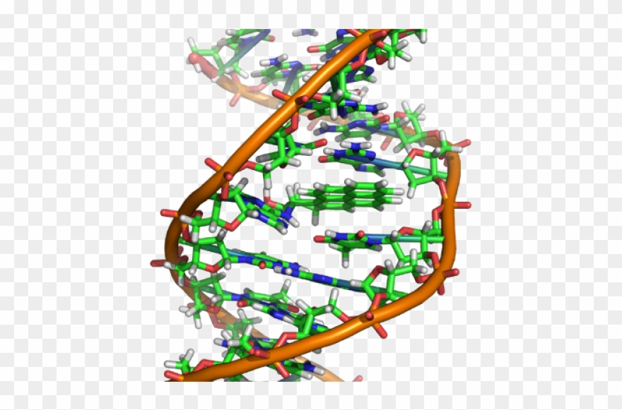 New Technologies Often Have Unforeseeable Consequences - Ethidium Bromide Dna Structure Clipart