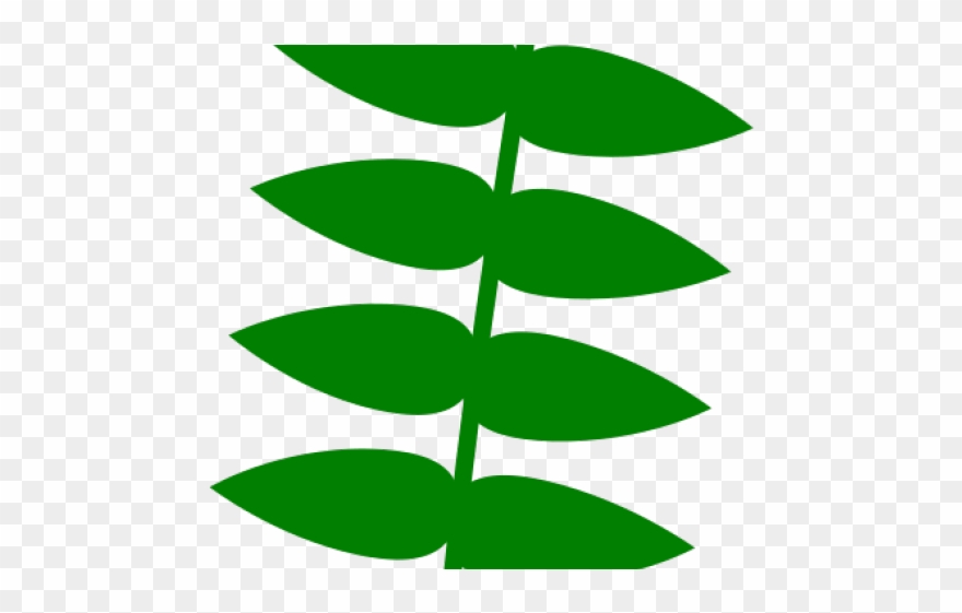 Vine Clipart Vine Plant - Cartoon - Png Download