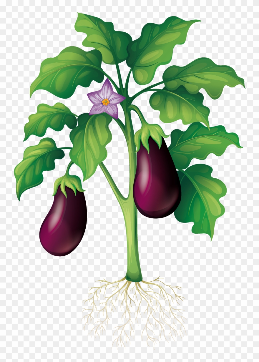 Eggplant Clipart Garden - School Vegetable Garden Drawing - Png Download