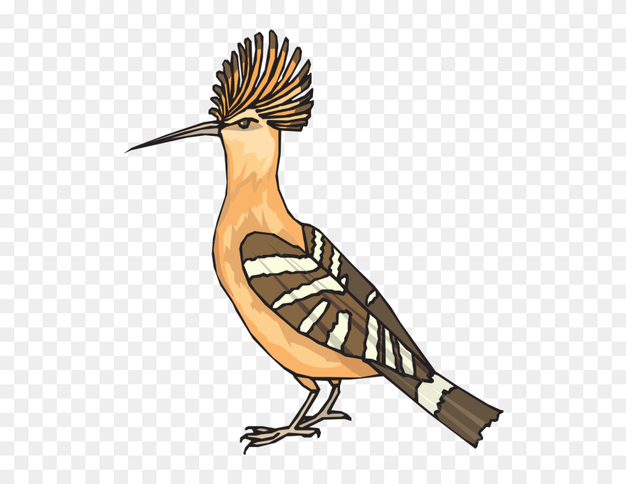 Roadrunner Clipart Angry - Drawing Of Hudhud Bird - Png Download