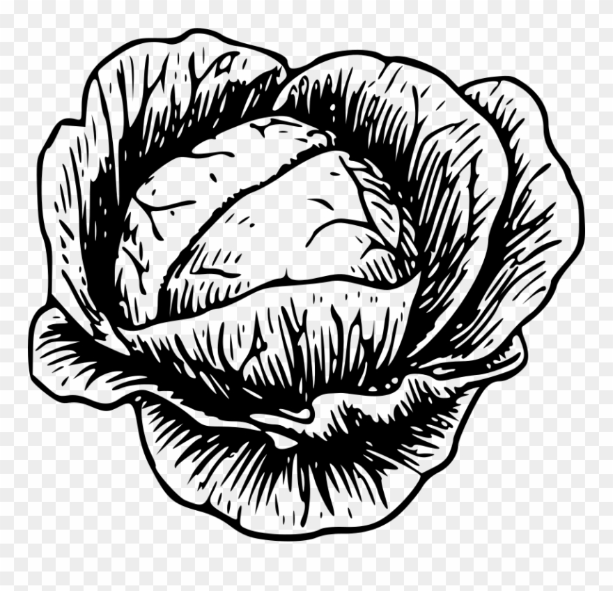 Cabbage - Clip Art Picture Of Cabbage - Png Download
