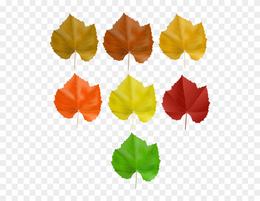 0, - Set Of Leaf Clip Art - Png Download