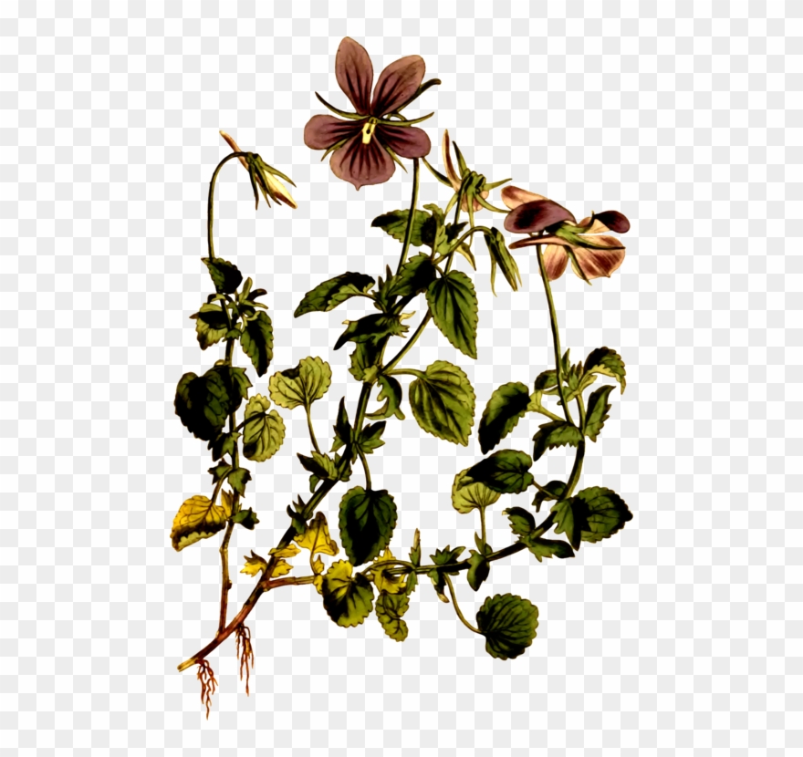 Viola Cornuta Viola Riviniana Botany Drawing Botanical - Botanical Drawings Violet Clipart