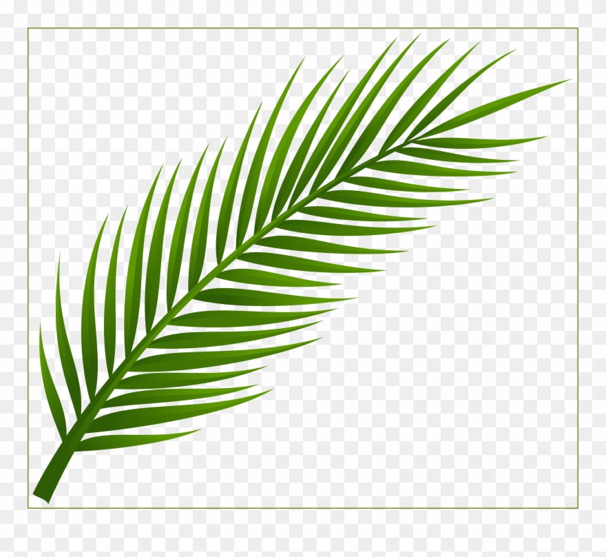 Leaf Clipart Coconut Tree - Png Download