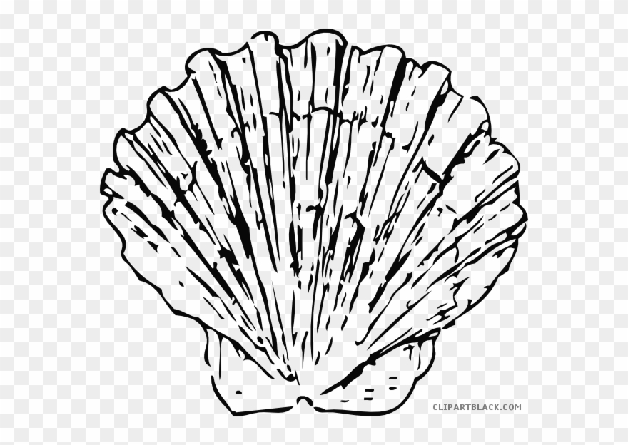 Beautiful Seashell Animal Free Black White Clipart - Shell Black And White Png Transparent Png