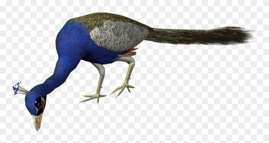 Create A Scrapbook Of Memories - Peafowl Clipart