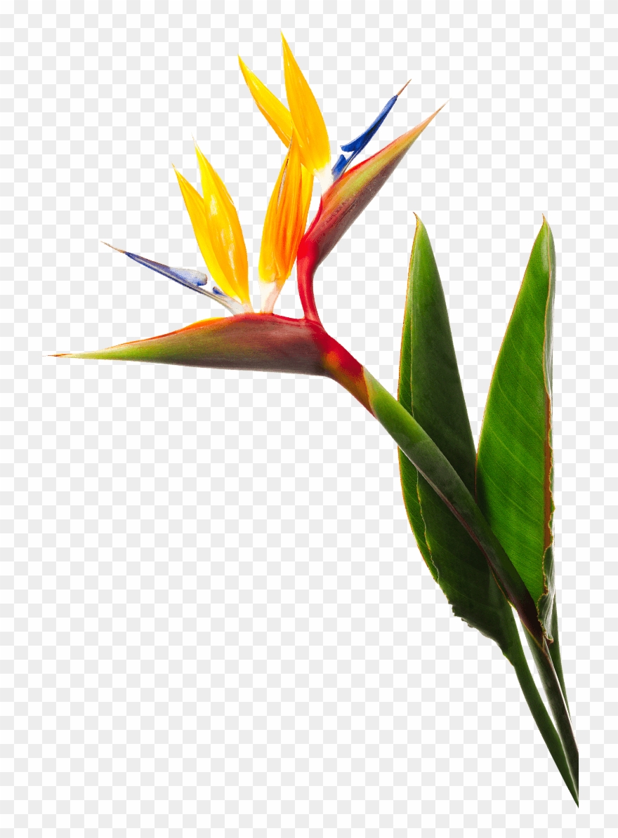 Birds Of Paradise Flower - Bird Of Paradise Flower Clipart
