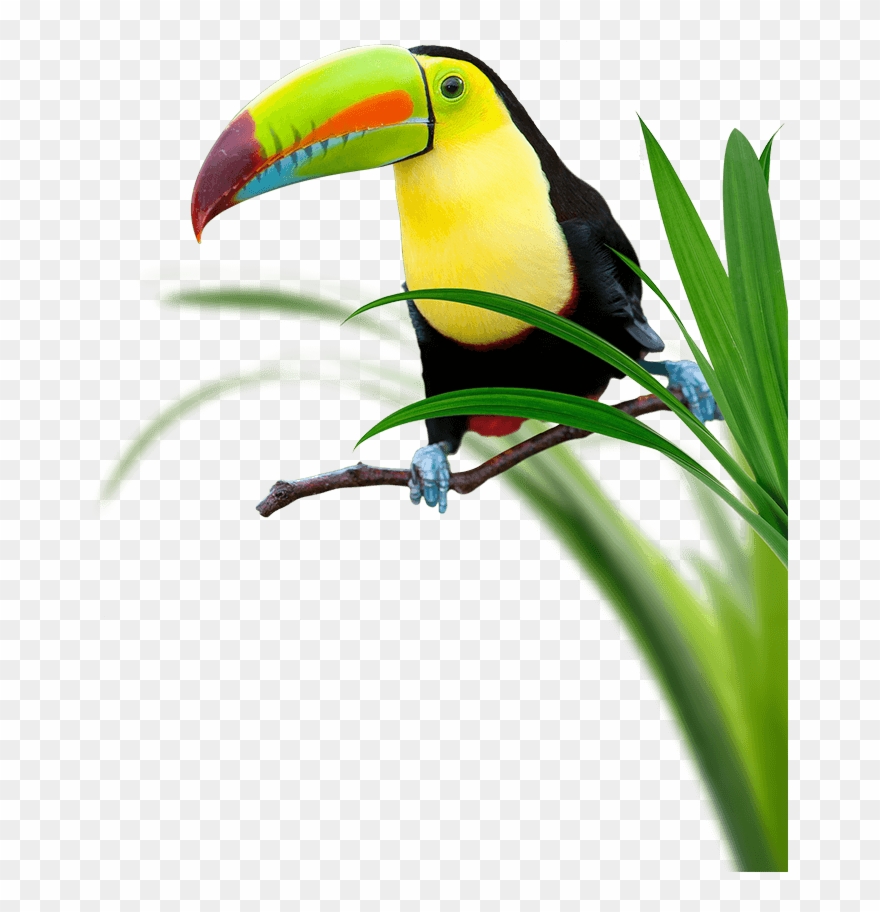 Toucan Perching Surrounded By Grass - Toucan Clipart