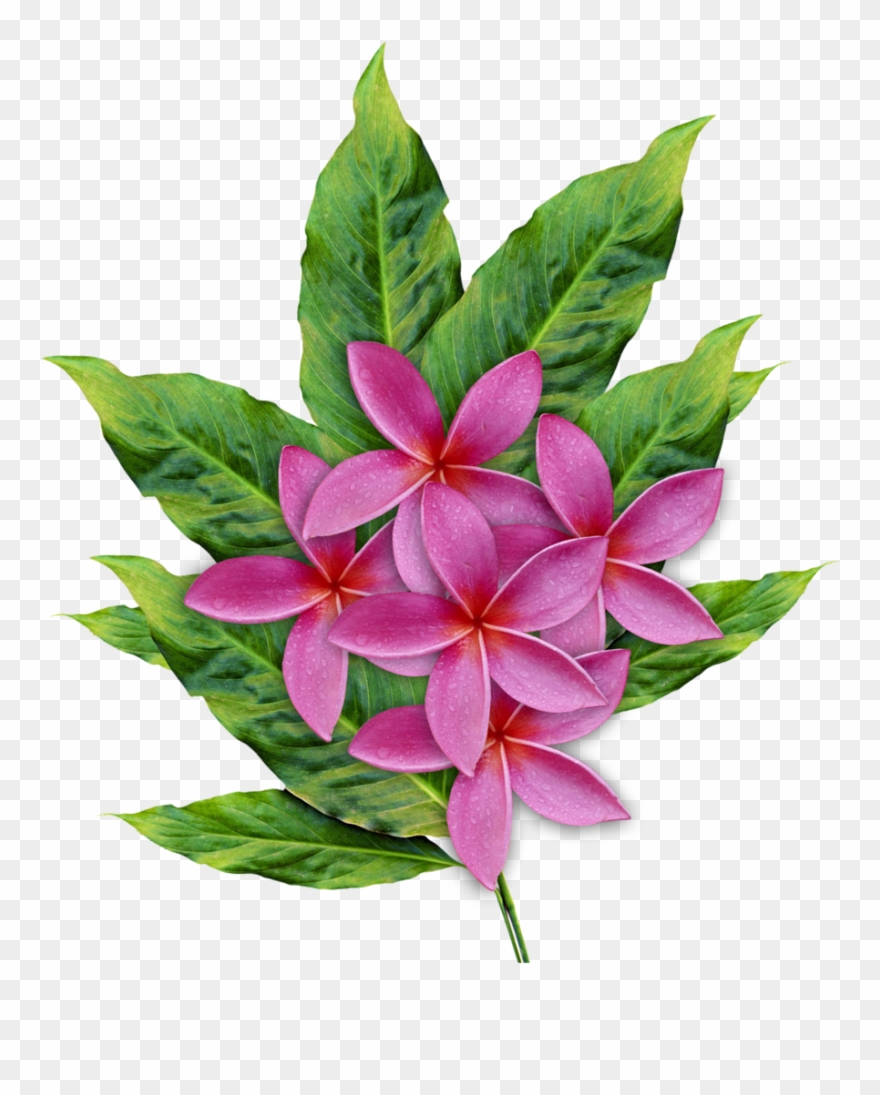 Illustrations Plumeria Clipart (1036789) PinClipart