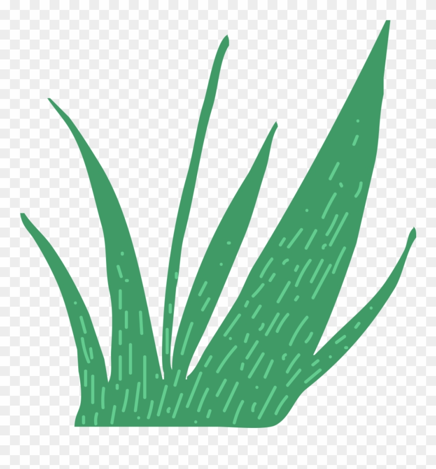 This Is A Sticker Of Grass - Agave Azul Clipart