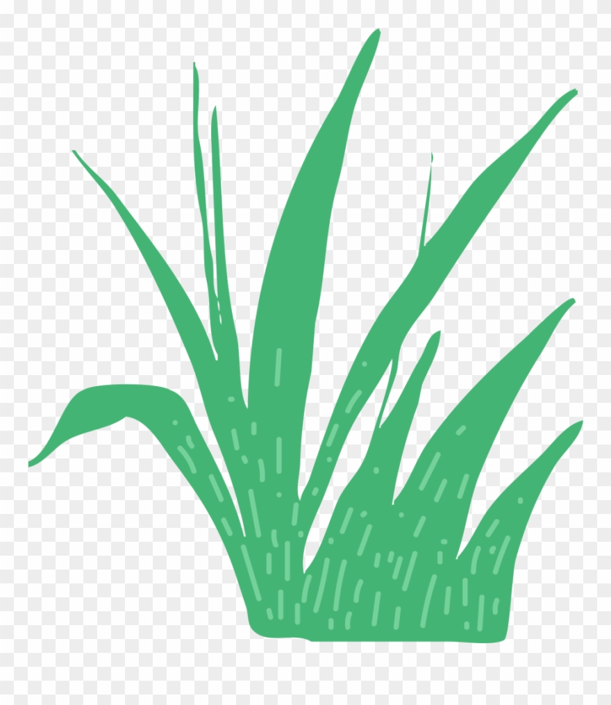 This Is A Sticker Of Grass - Agave Azul Clipart