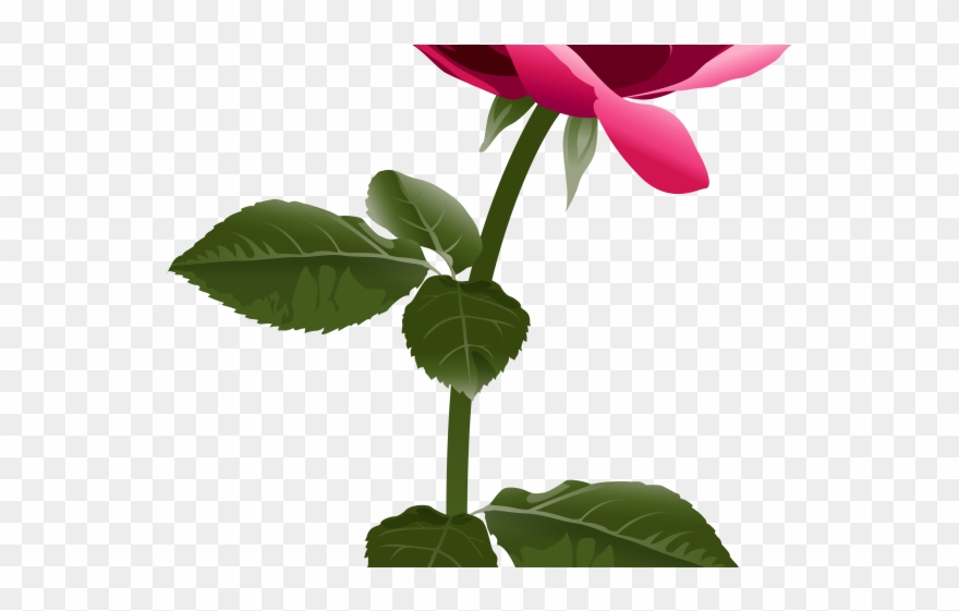 Glitter Clipart Rose - Fuchsia Pink Rose Png Transparent Png