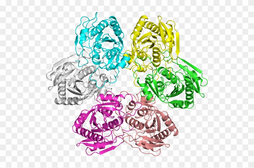 Protein Digestion Bacteria Cartoon - E. Coli Clipart