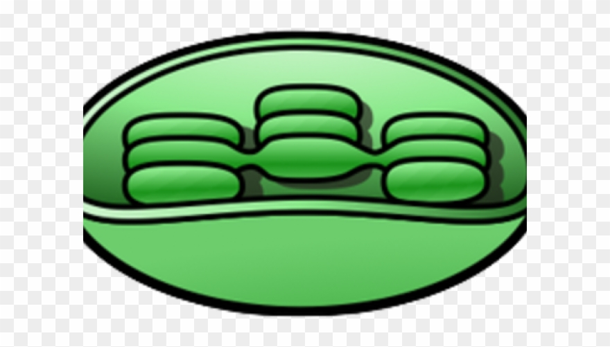 Chloroplast Cliparts - Chloroplast Clipart - Png Download