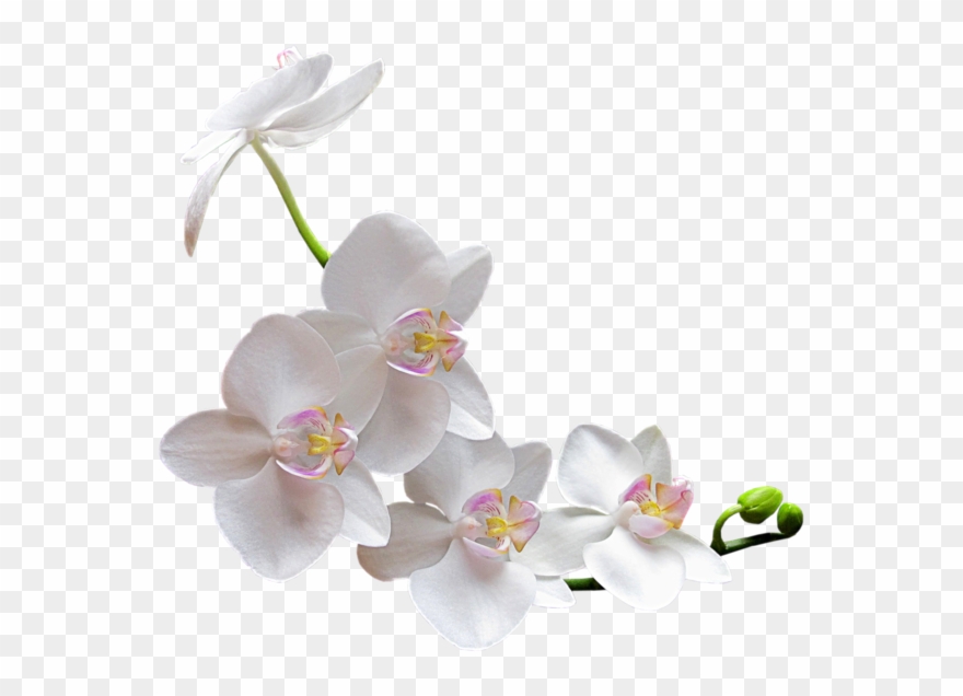 Tubes De Kore - White Orchid Transparent Background Clipart