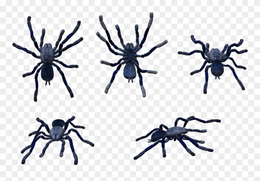 Roaring Twenties Clip Art Clipartsco - Blue Tarantula Png Transparent Png