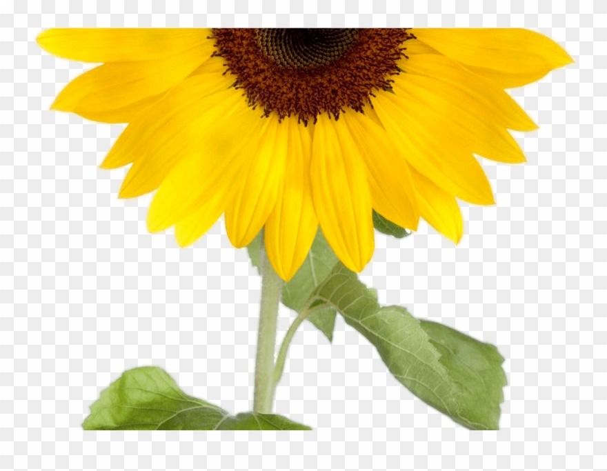 Sunflower Clipart Png Images With Transparent Background - 4 Sunflower Clipart