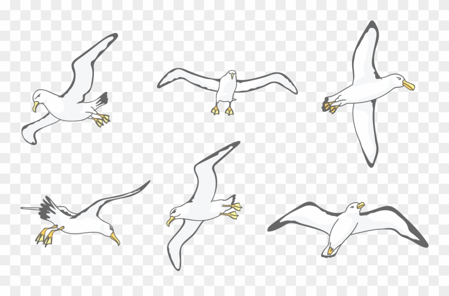 Download Albatross Drawing Wing - Flock Clipart
