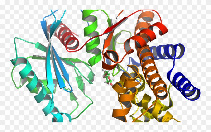 Esta Noche, El Mundo Judío Celebra Purim Katán, Una - Glucokinase Clipart