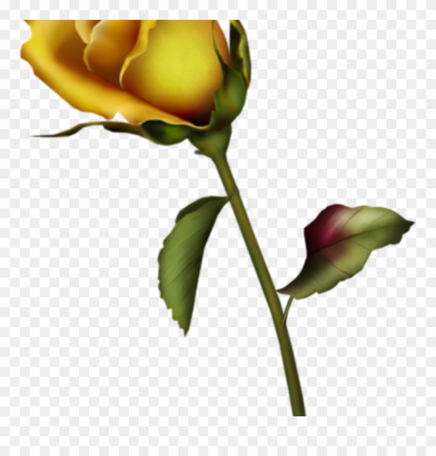 Yellow Rose Clipart Yellow Rose Bud Clip Art Gallery - Rose Bud Tattoo Design - Png Download