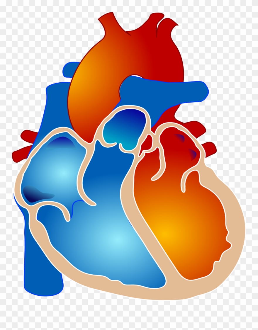 Healthy-heart - Pulmonary Atresia With Single Ventricle Clipart