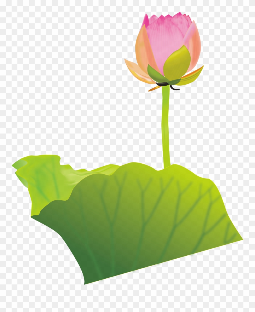 Lotus Clipart Australian Flower - Bong Sen Phat Giao - Png Download