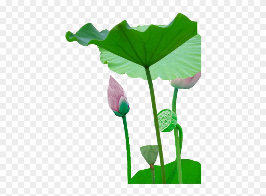 Bud Clipart Lotus Bud - 图片 - Png Download