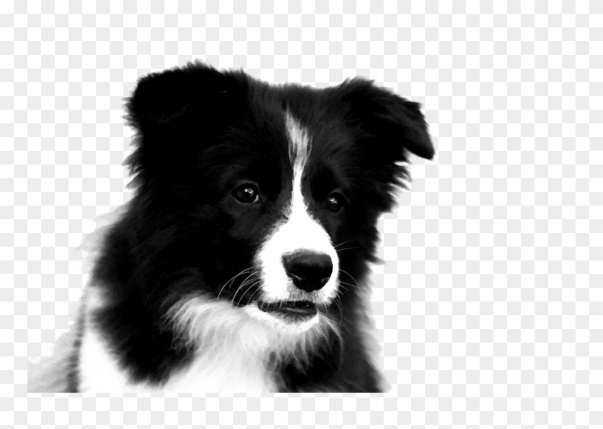 Border Collie Transparent Background Clipart