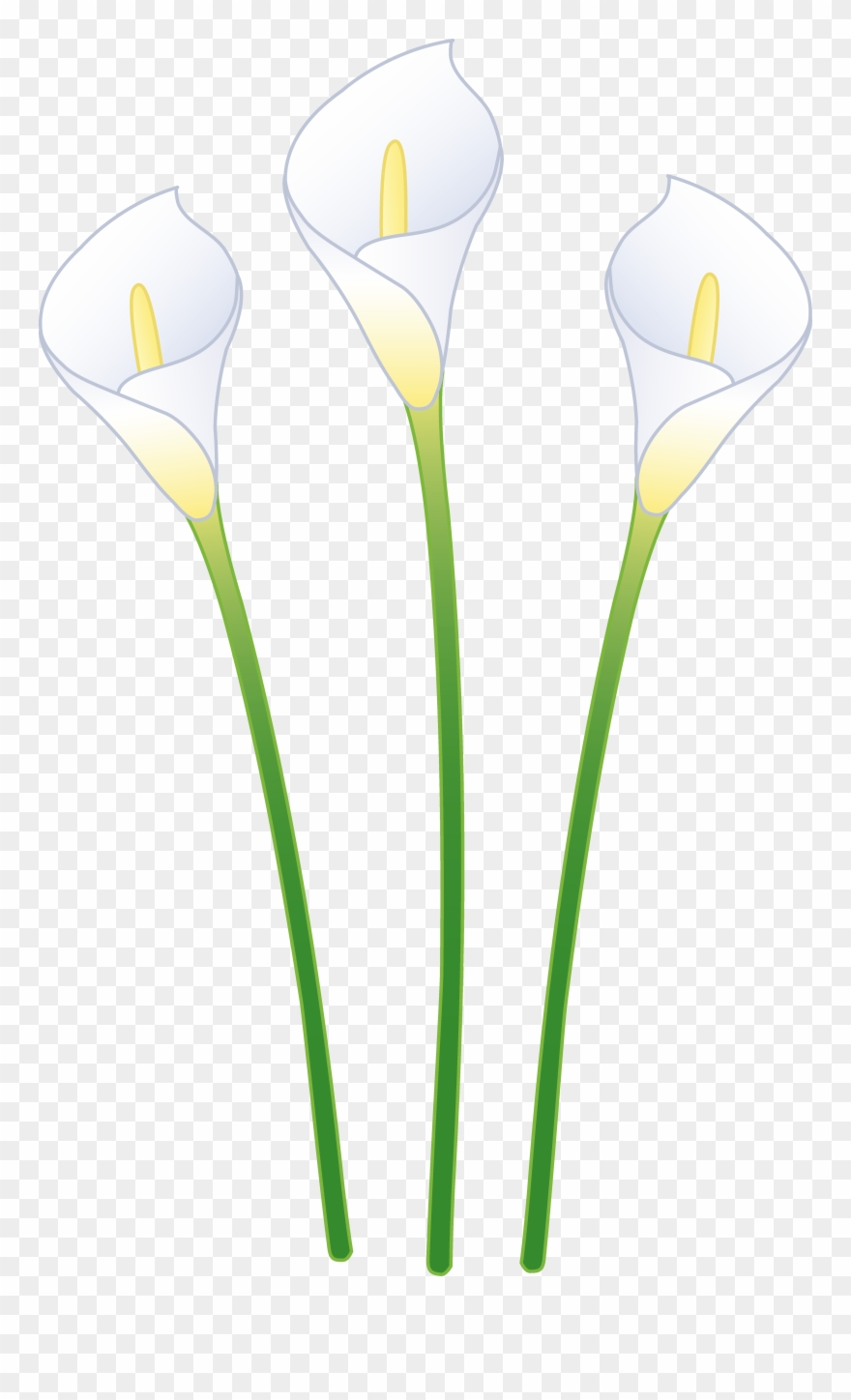 Calla Lily Clipart Transparent - Calla Lily Cartoon - Png Download
