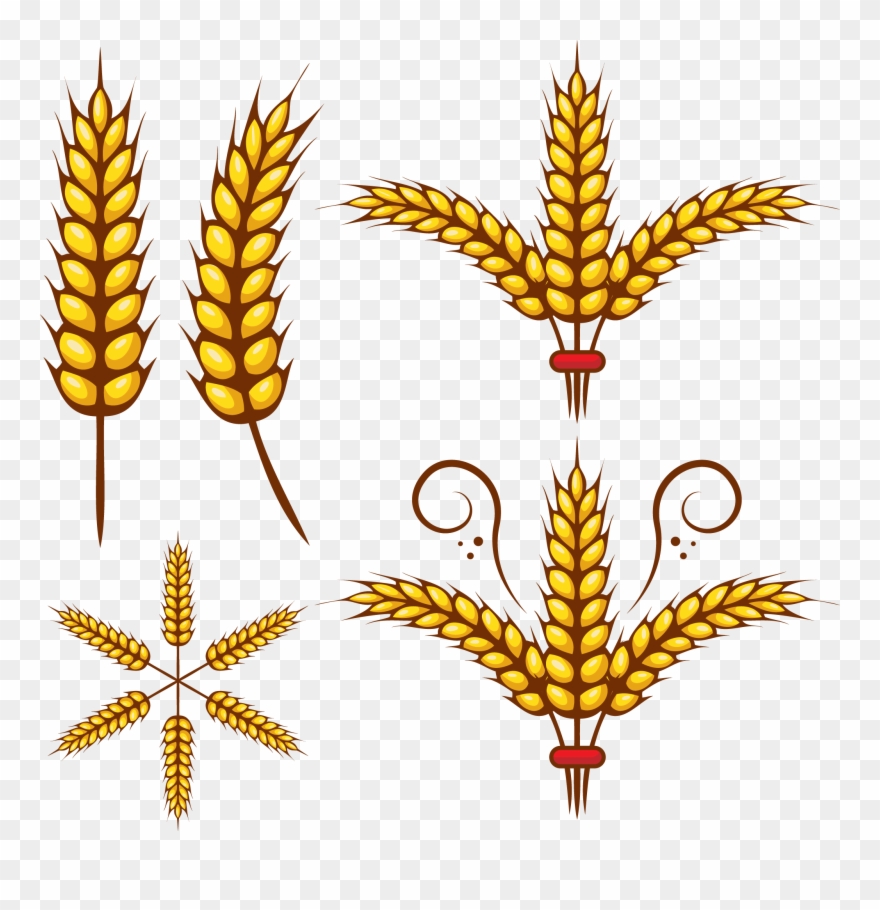Grains Clipart Wheat Leaf - Vector Graphics - Png Download