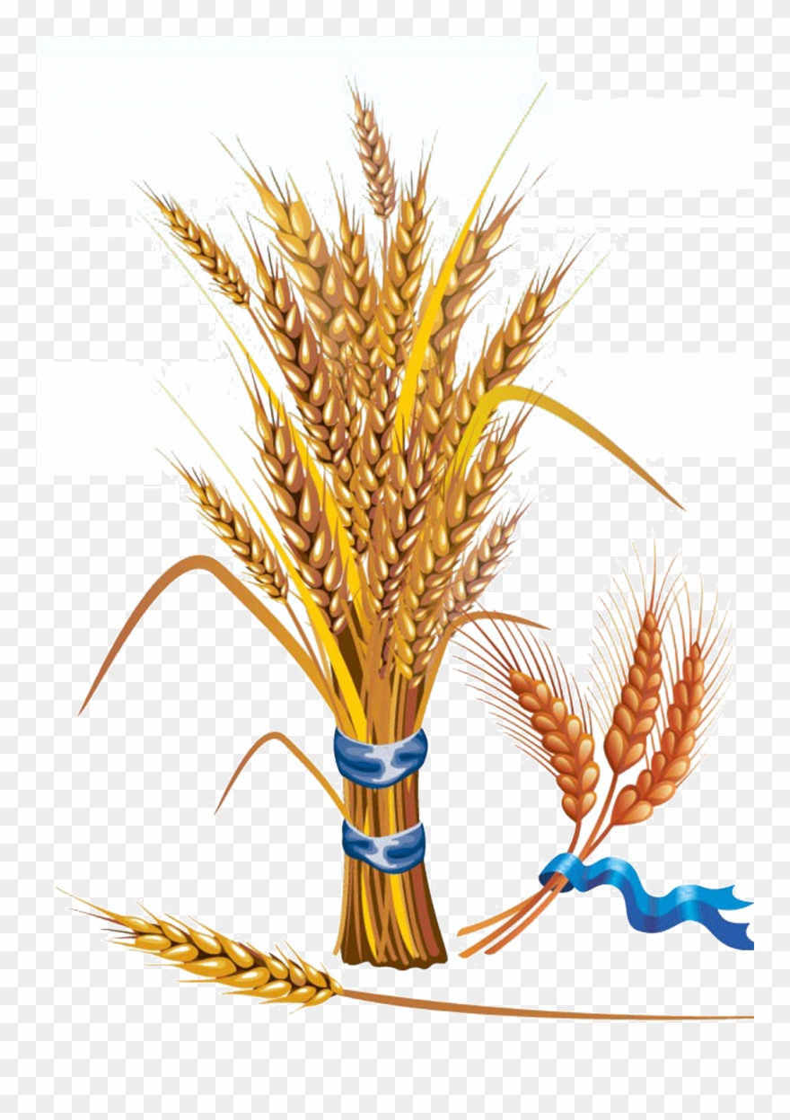 Wheat Clipart Feather - Cereal Grains: Evaluation, Value Addition And Quality - Png Download
