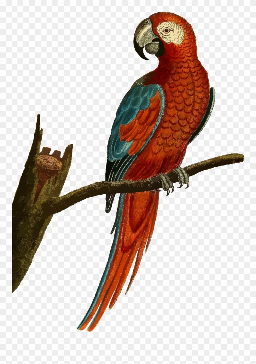 Vintage Deep Red Parrot Illustration By @gdj, From - Parrot Illustration Clipart