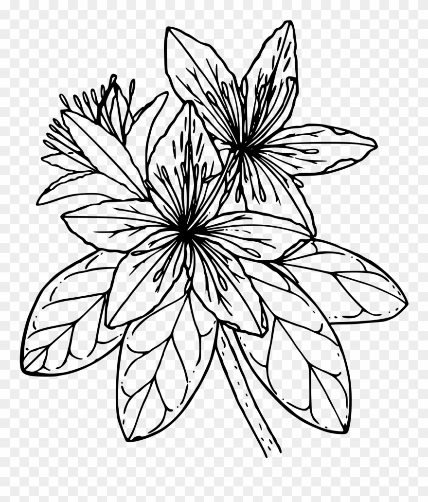 Big Image - Azalea Flower Clipart Black And White - Png Download