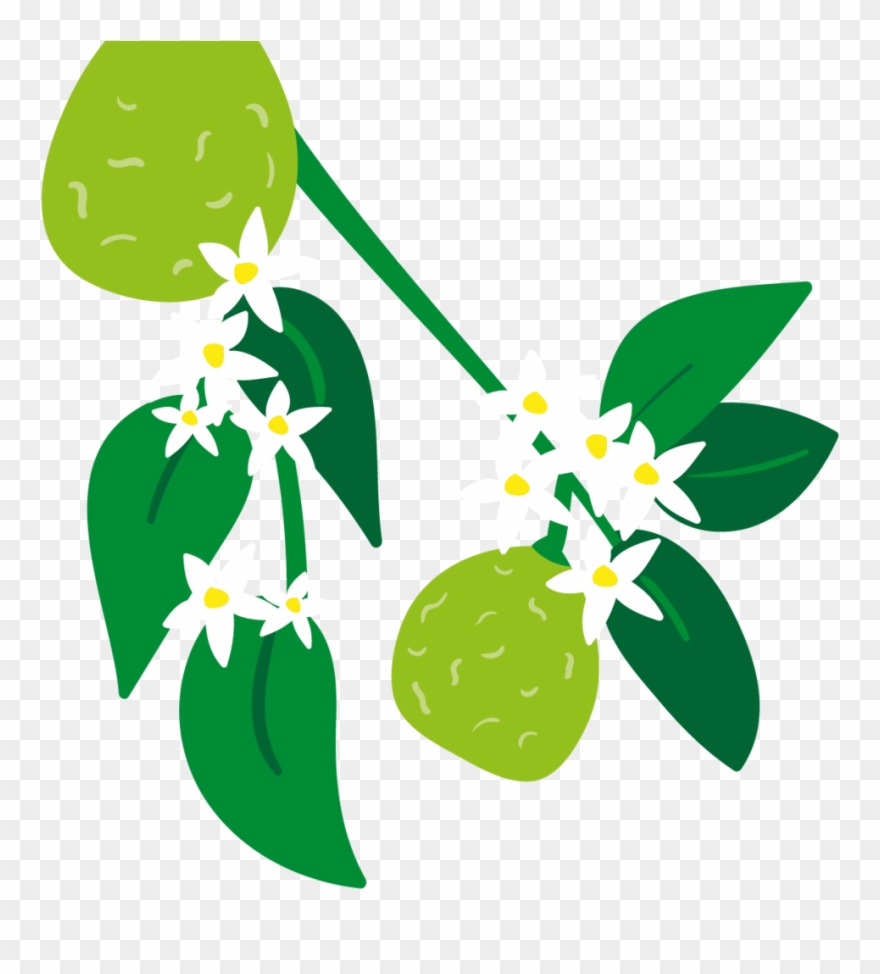 Bergamot & Grapefruit Organic Luxury Hand Wash 250ml - Hand Washing Clipart