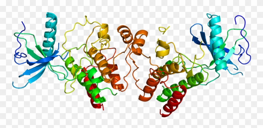 Fgfr1 Protein Structure Clipart