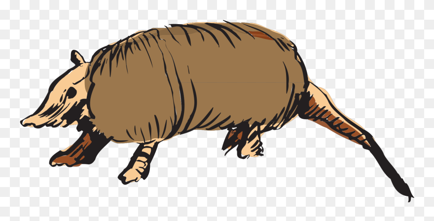 Armadillo Clipart Vector - Animals Clipart - Png Download