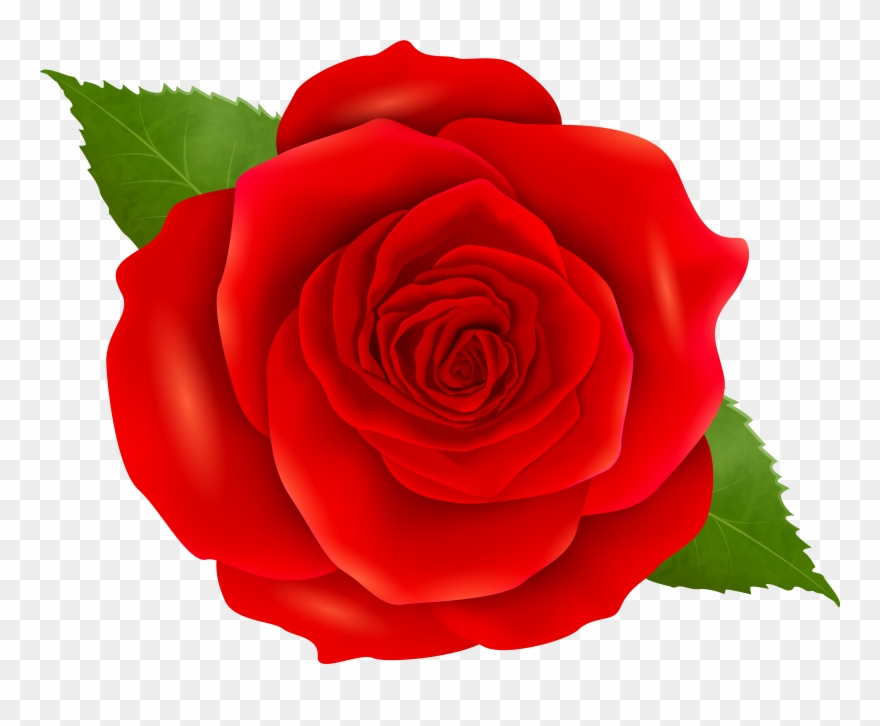 Rose Clipart Png Transparent Png