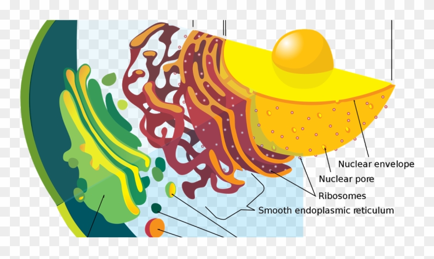 Secretory Vesicles Animal Cell Clipart