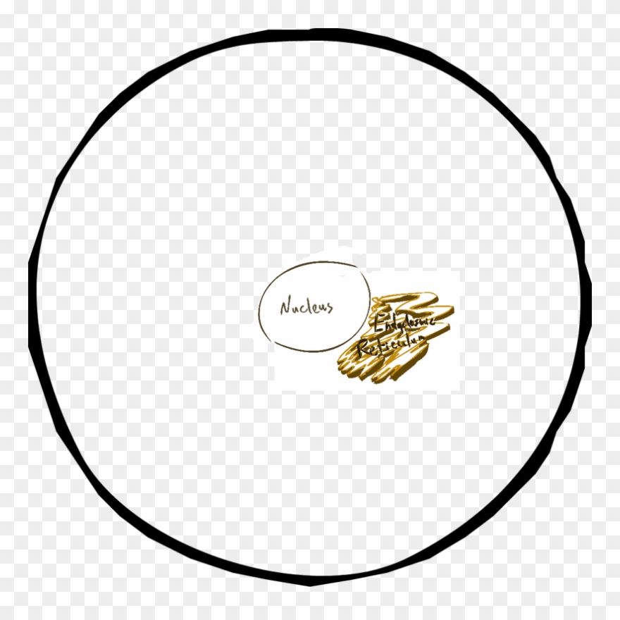Endoplasmic Reticulum - Circle Clipart