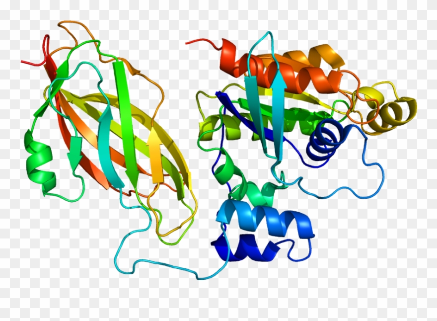 Rac1 Protein Clipart