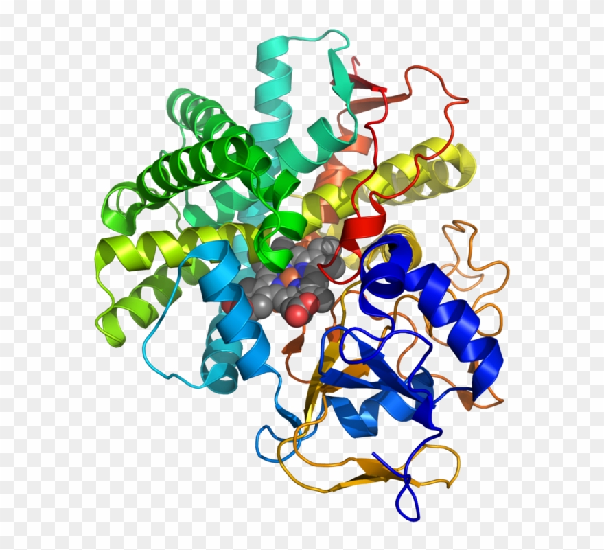 From Wikipedia, The Free Encyclopedia - Calmodulin Clipart