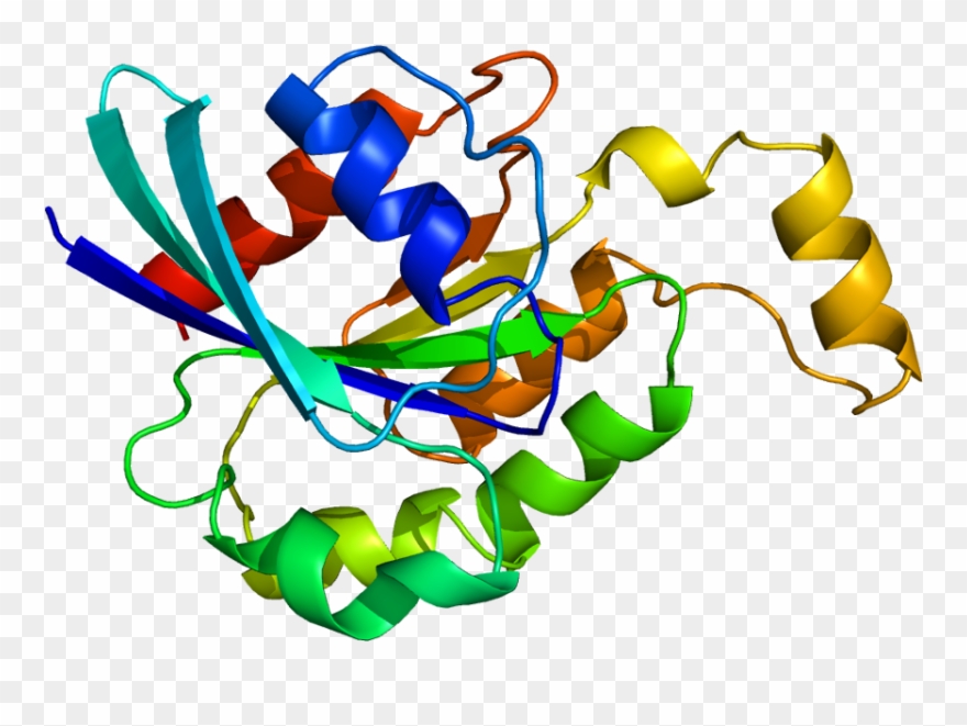 Rhoa Protein Clipart