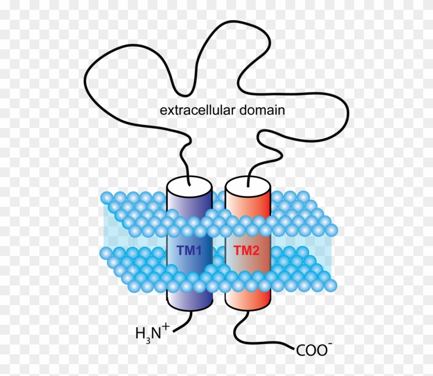 Schematic Representation Showing The Membrane Topology - P2x7 Recettore Clipart