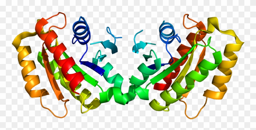 Lrrk2 Protein Clipart