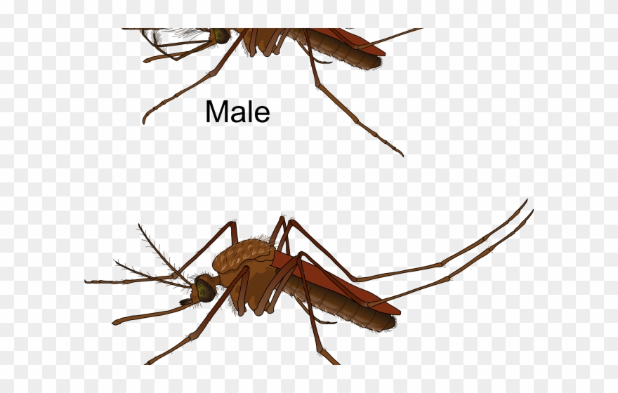 Mosquito Clipart Dirty Body - Difference Male And Female Mosquito - Png Download