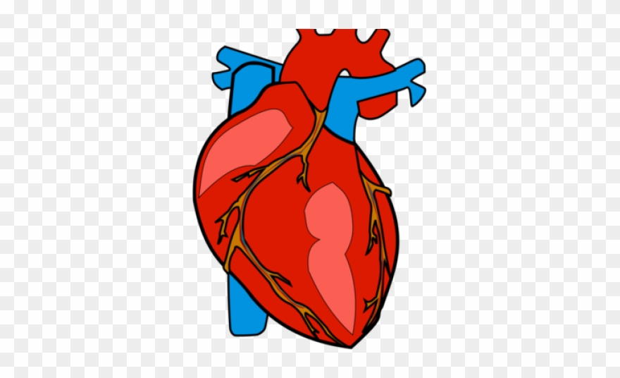 Body Clipart Heart - Human Body Heart Clipart - Png Download