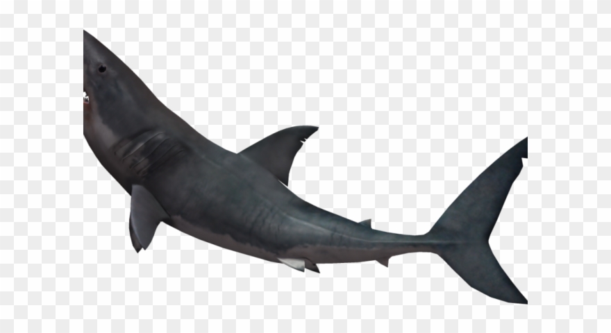 Great White Shark Clipart Invisible Background - Fin Shark Png Transparent Png