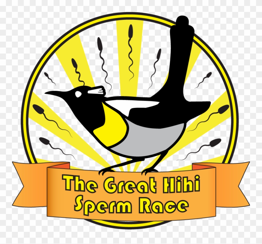 Betting On Bird Sperm In A Race To Help Hihi - Stitchbird Clipart